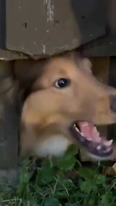 Dog #3 at the end