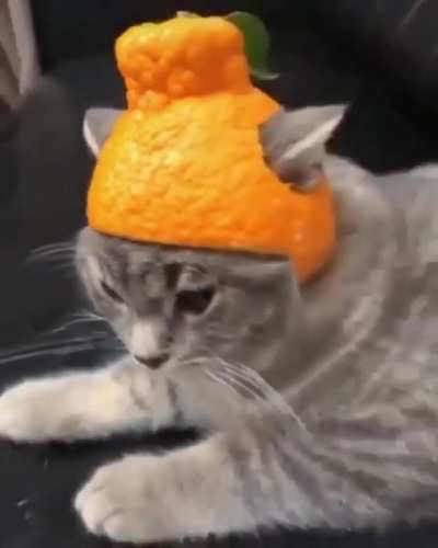 #cats