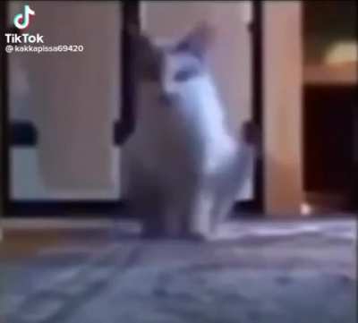 O Bisteca tentando alertar todo mundo
