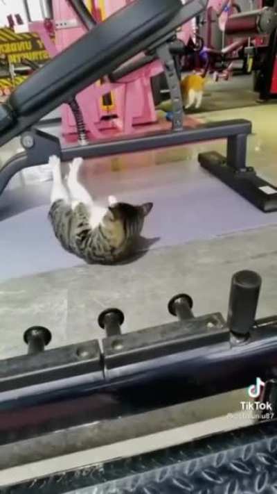 Cat.