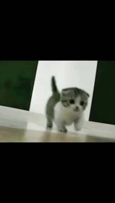 the most cat ever.