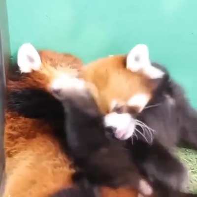 They are playing &amp;lt;3