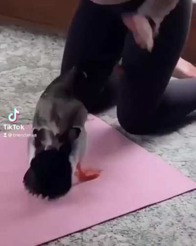 quack quack..