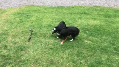 Some dog play