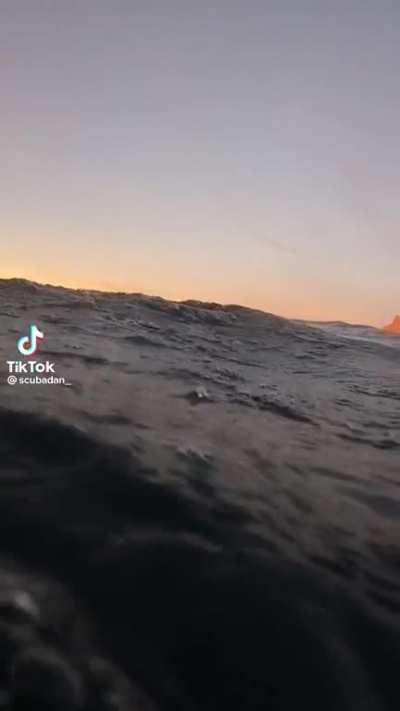 7 orcas and one guy&hellip;