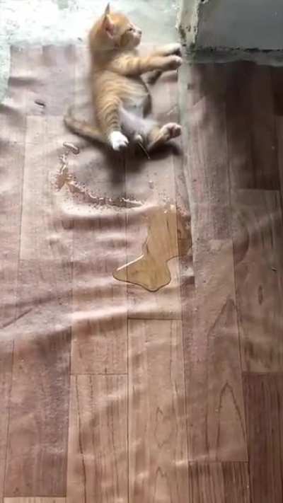 Kitten just chillin 💦
