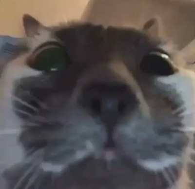 funy cate