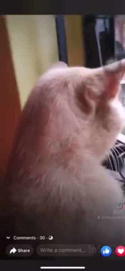 Cat got cheated
