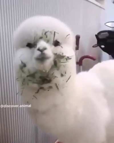 Милая альпака жует