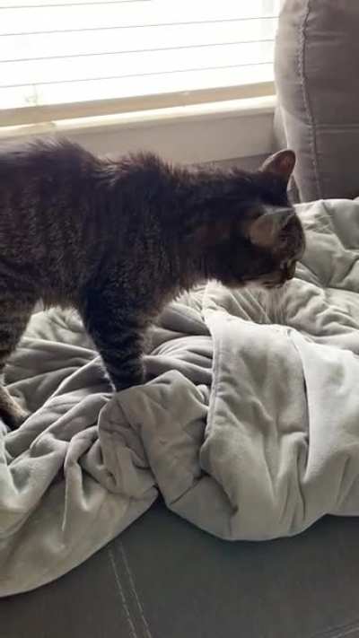 She&rsquo;s 22, blind and partially deaf, so she yells when she gets lonely :(