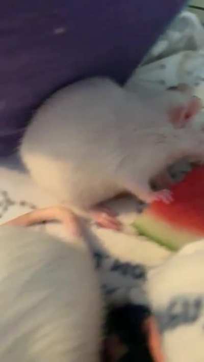 Watermelon Yum!
