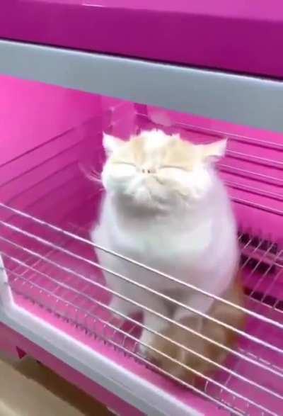 Dryer for fluffy.