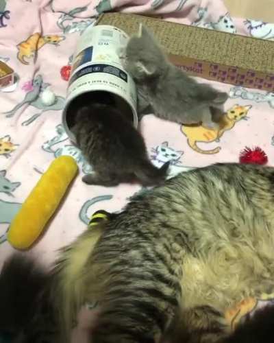 Kitten Kaos