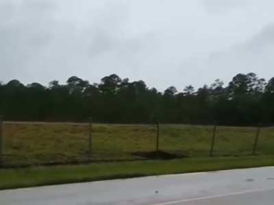 Alligators are climbing fences now