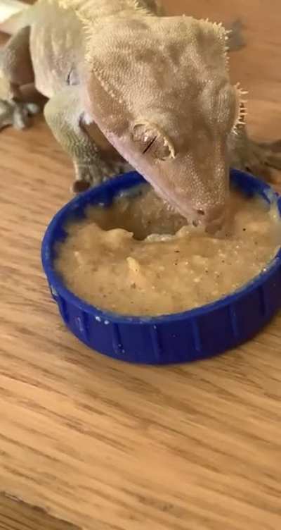 I never knew crested geckos were so pickey