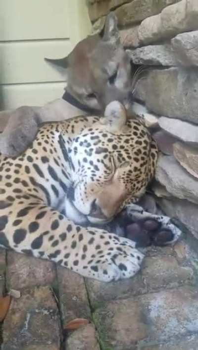 Котики