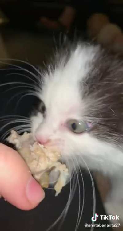Kitty defends her chicken wing