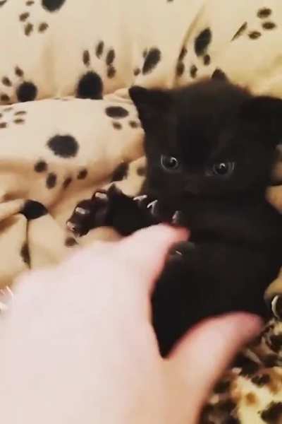 black panther