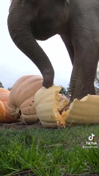 &ldquo;OMGourd&rdquo;