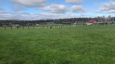 Impressive speed from this growing moo moo