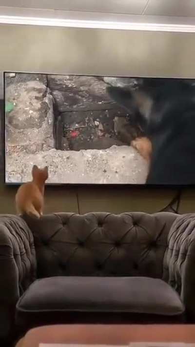 What a poor cat