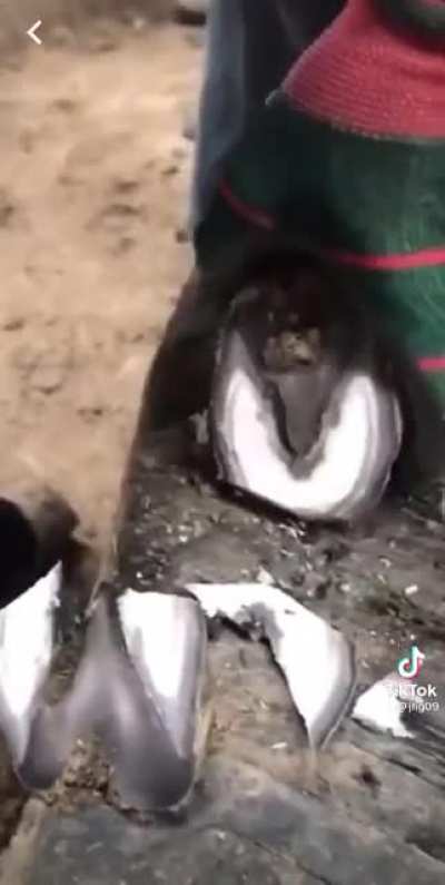 Wait, you&rsquo;re telling me that&rsquo;s not a foot?