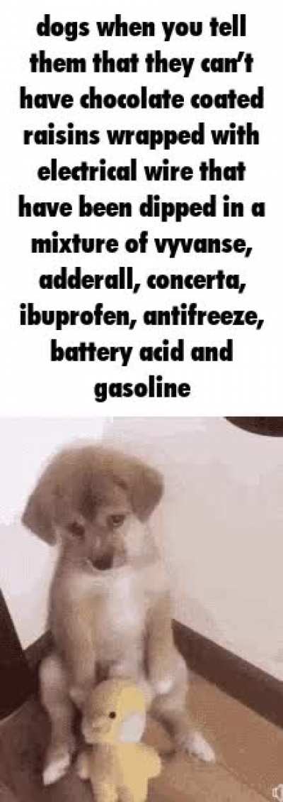 dogs rule