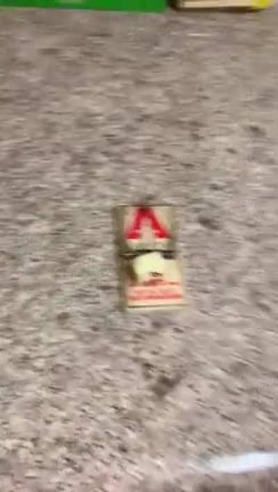 Oh boy cheese