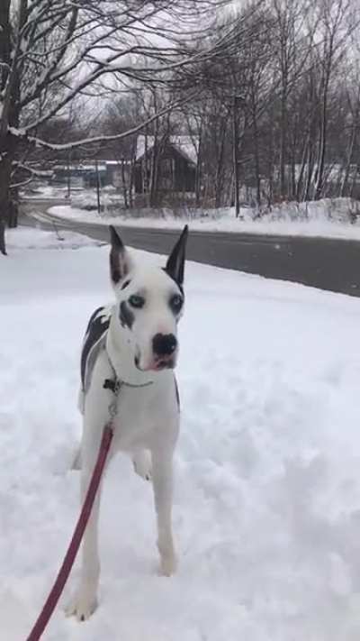 Shaking Danes ftw
