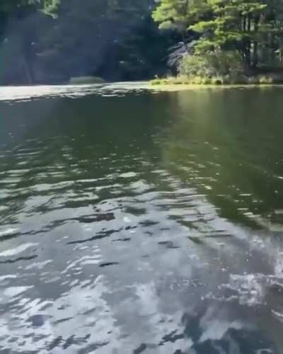 Sabrina carpenter skinny dip tease