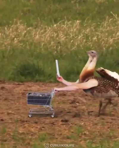 Os p&aacute;ssaros evoluiram