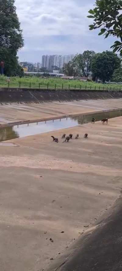Pack of otters bump into some stray dogs at Yew Tee canal.