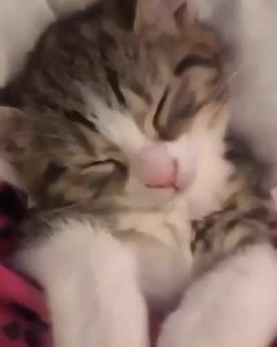 😻❤️