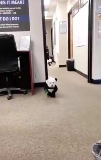 2 dogs in panda costume