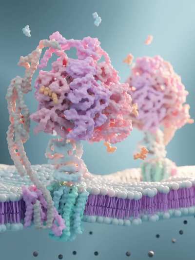 [A] ATP-Synthase