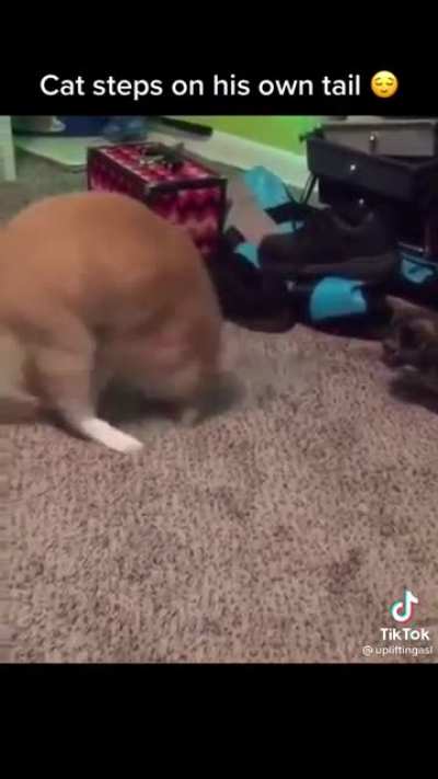 Orange cat behavior