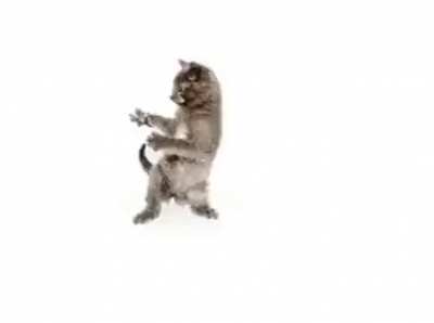 Another silly cat video