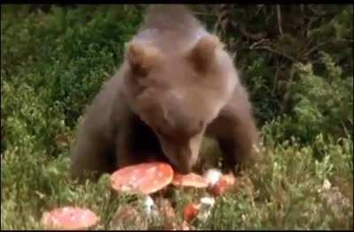 Bears are so high at the moment🌈🐻