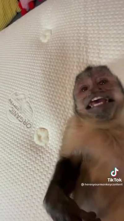 Monkey in diapers is happy with his new bed.