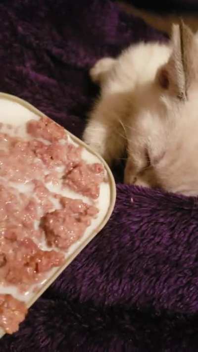This was 3 years ago when Luna was a tiny baby. She was a rescue baby. (The food is wet food mixed with kitten formula.)