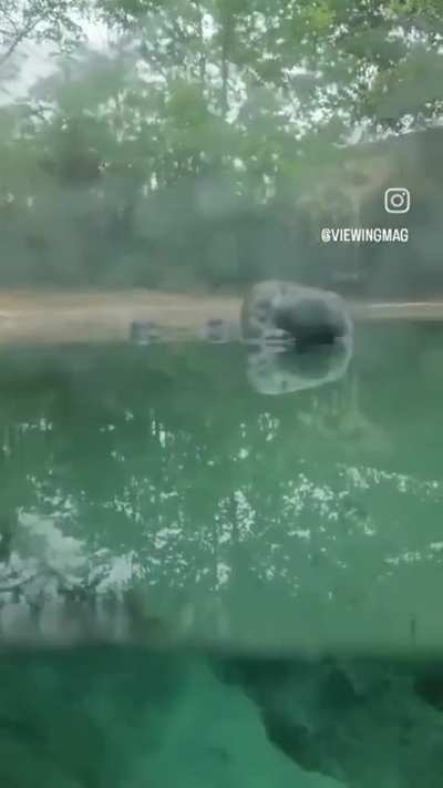 🔥Gharial crocodiles are among the longest of all living crocodilians. The oldest known depictions of the gharial are about 4,000 years old