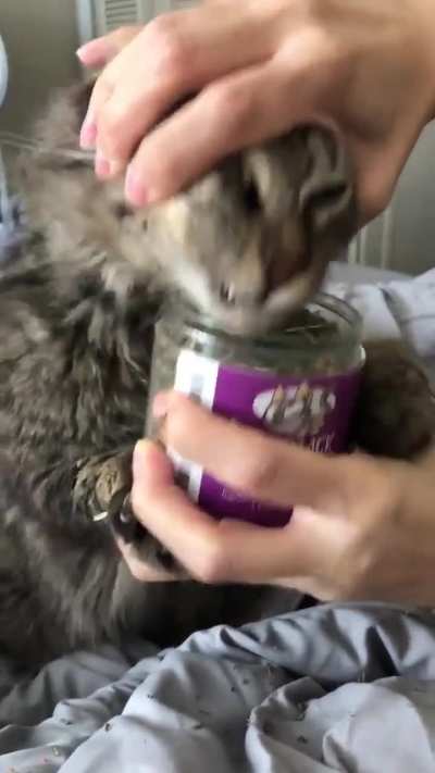 catnip rule