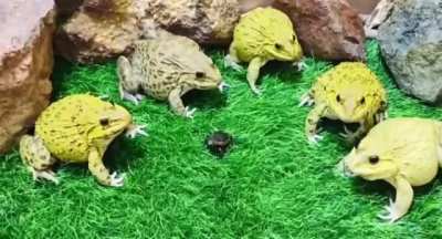 Big frogs protect small frog from human