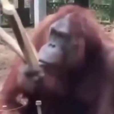Evolu&ccedil;&atilde;o de um macaco.