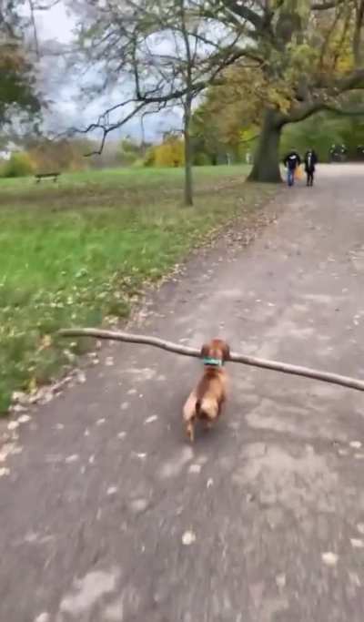 This little guy is so proud of his stick! We’re all impressed 🥰
