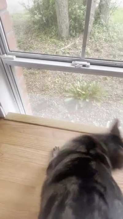 Squirrel fever