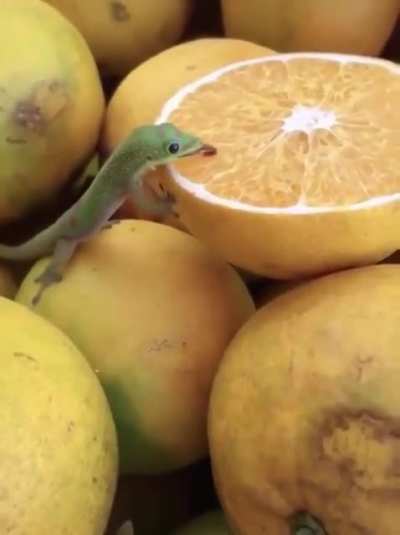 mlem mlem mlem mlem