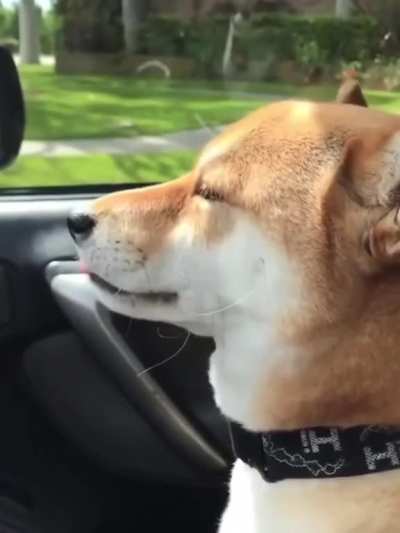 Cali was the mission but now the dog is leaving