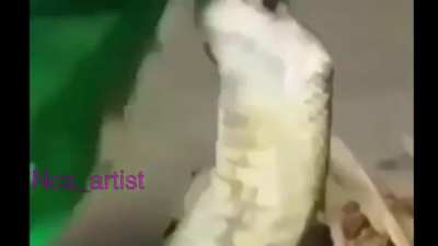 Snek screme