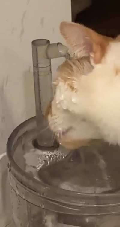 Gizmo &ldquo;drinking&rdquo; from his water fountain